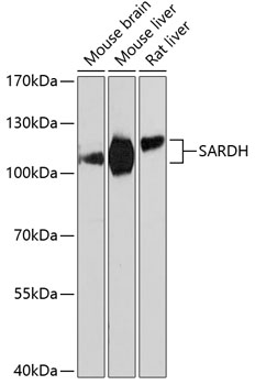 Anti-SARDH Polyclonal Antibody (CAB9541)