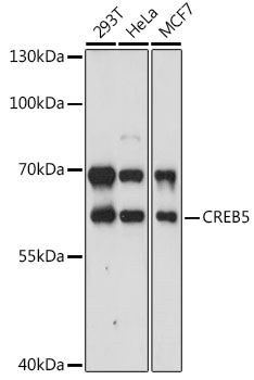 Anti-CREB5 Antibody (CAB14635)