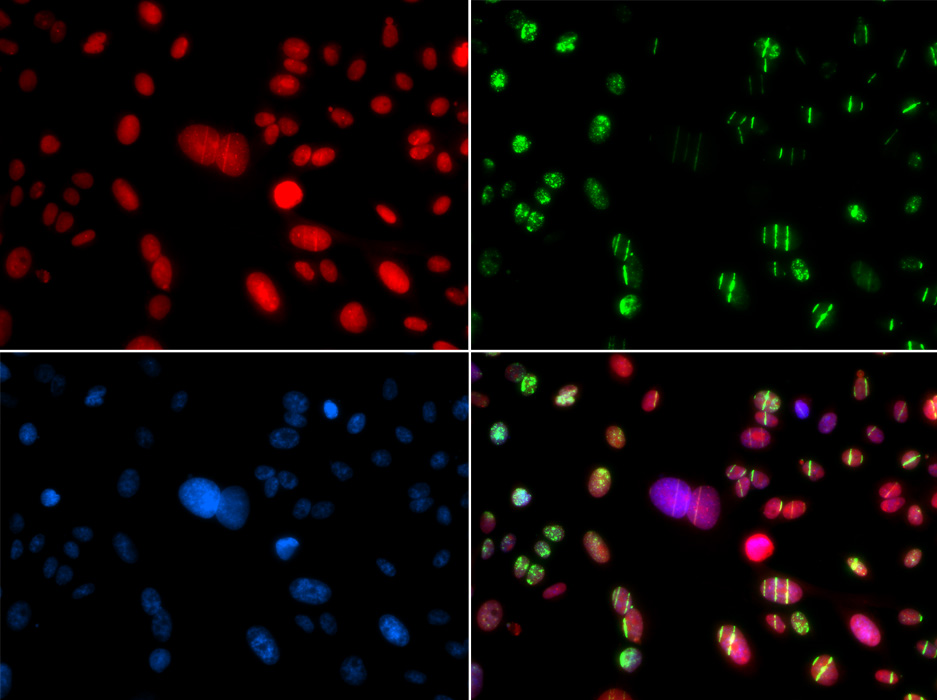 Anti-RAG2 Antibody [KO Validated] (CAB5626)