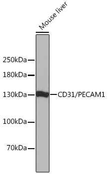 Anti-CD31/PECAM1 Antibody (CAB0378)