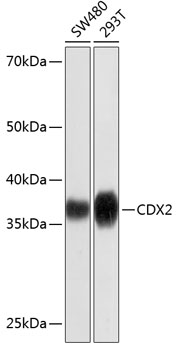 Anti-CDX2 Antibody (CAB19030)