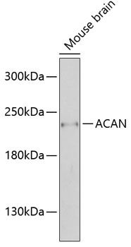 Anti-ACAN Antibody (CAB12045)