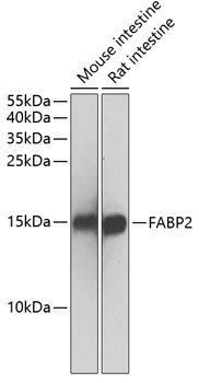 Anti-FABP2 Antibody (CAB1621)