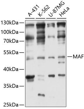 Anti-MAF Antibody (CAB3614)