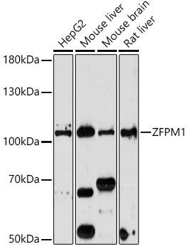 Anti-ZFPM1 Antibody (CAB18183)