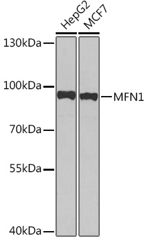 Anti-MFN1 Antibody (CAB15474)