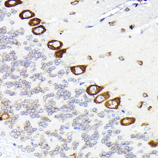 Anti-EEF1G Antibody (CAB7891)