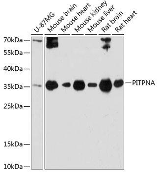 Anti-PITPNA Antibody (CAB12966)