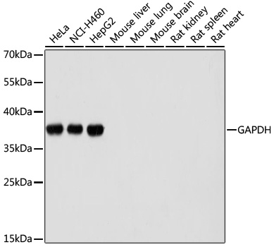 Anti-Human Specific GAPDH Antibody