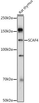 Western blot analysis of extracts of Rat thymus, using SCAF4 antibody at 1:1000 dilution. Secondary antibody: HRP Goat Anti-Rabbit IgG (H+L) at 1:10000 dilution. Lysates/proteins: 25ug per lane. Blocking buffer: 3% nonfat dry milk in TBST. Detection: ECL Basic Kit. Exposure time: 180s.