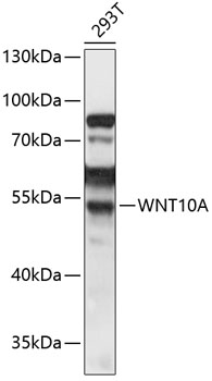 Anti-WNT10A Antibody (CAB14668)