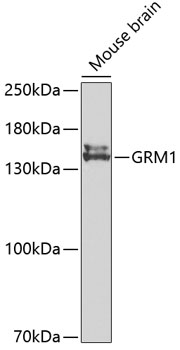 Anti-GRM1 Antibody (CAB2963)