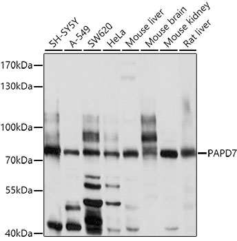 Anti-PAPD7 Antibody (CAB10017)