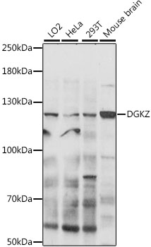 Anti-DGKZ Antibody (CAB16457)