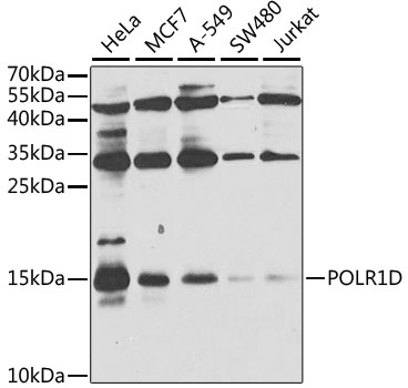 Anti-POLR1D Polyclonal Antibody (CAB8021)