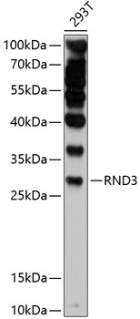 Anti-RND3 Antibody (CAB11637)