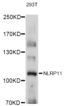 Anti-NLRP11 Antibody (CAB12132)