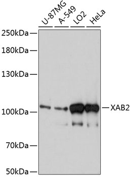 Anti-XAB2 Antibody (CAB13796)