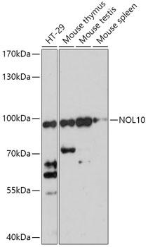 Anti-NOL10 Antibody (CAB17774)