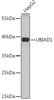 Anti-UBIAD1 Antibody (CAB14214)