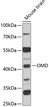 Anti-OMD Antibody (CAB12256)