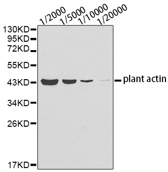 Anti-Plant actin Mouse Monoclonal Antibody (CABC009)