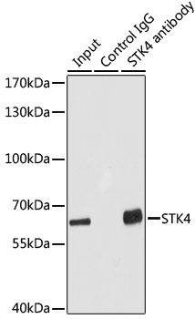 Anti-STK4 Polyclonal Antibody (CAB8043)