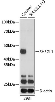 Anti-SH3GL1 Antibody [KO Validated] (CAB19932)