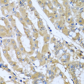 Anti-Syntaxin-7 Polyclonal Antibody (CAB8057)