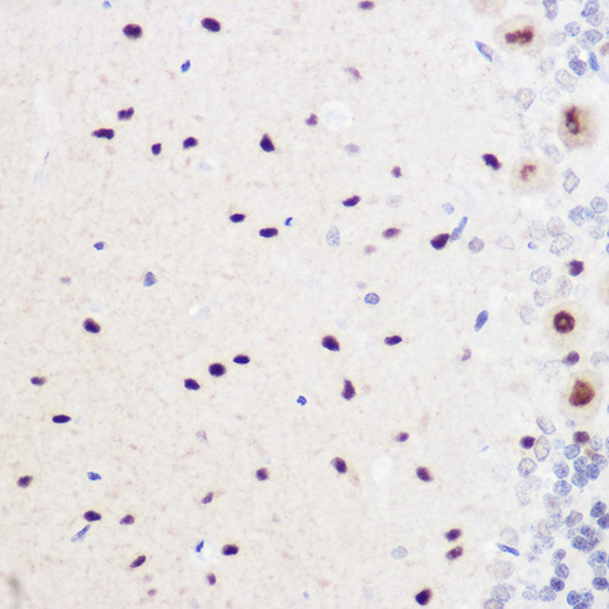 Anti-GMNN Antibody (CAB5316)