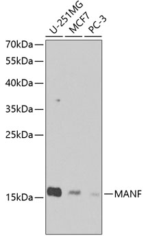 Anti-MANF Antibody (CAB7005)