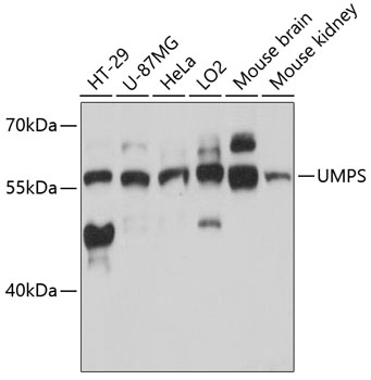 Anti-UMPS Antibody (CAB13251)