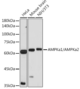 Anti-AMPKa1/AMPKa2 Antibody (CAB12718)