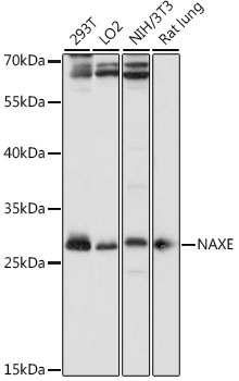 Anti-NAXE Antibody (CAB15952)