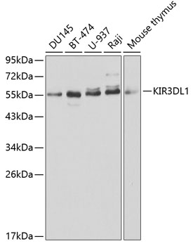 Anti-KIR3DL1 Antibody (CAB1617)