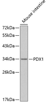 Anti-PDX1 Antibody (CAB3070)