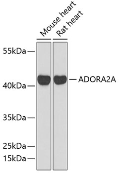 Anti-ADORA2A Antibody (CAB1587)