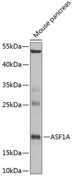 Anti-ASF1A Antibody (CAB6528)