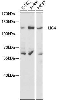 Anti-LIG4 Antibody (CAB1743)