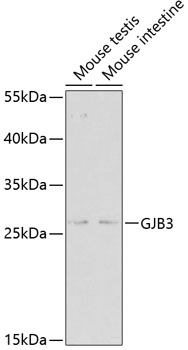 Anti-GJB3 Antibody (CAB2949)