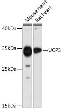 Anti-UCP3 Antibody (CAB16996)