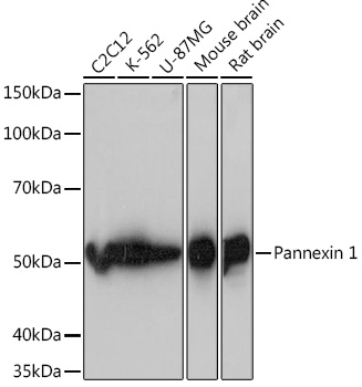 Anti-Pannexin 1 Antibody (CAB5167)