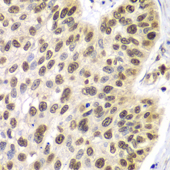 Anti-SEPT7 Antibody (CAB3781)