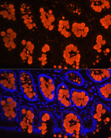 Anti-MUC2 Antibody (CAB14659)