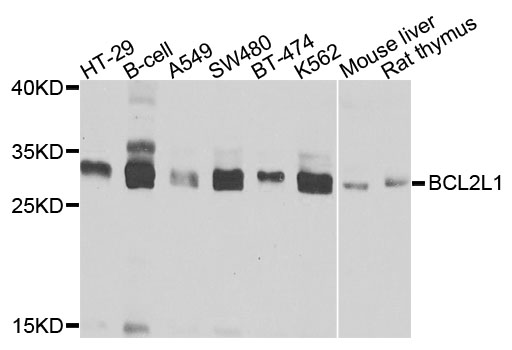 Anti-BCL2L1 Antibody (CAB0209)