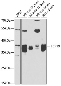 Anti-TCF19 Antibody (CAB6147)