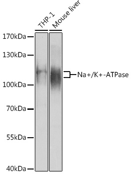 Anti-Na+/K+-ATPase Antibody (CAB12405)