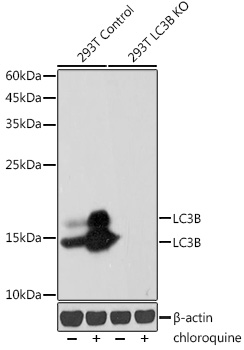 Anti-LC3B Antibody [KO Validated] (CAB19665)