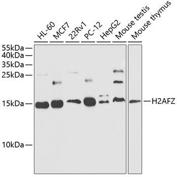 Anti-Histone H2A.Z Antibody [KO Validated] (CAB12442)