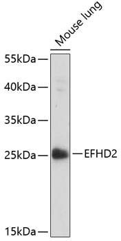 Anti-EFHD2 Antibody (CAB14926)